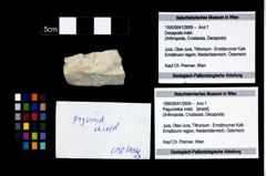 Foto (Objekt + Etikett) von Paguroidea indet.  (NHMW-GEO-1990-0041-2609)
